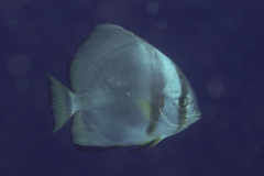 Platax orbicularis