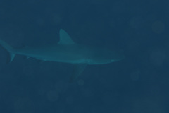 Carcharhinus amblyrhynchos