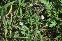 Aphanostephus ramosissimus