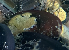 Membranipora membranacea