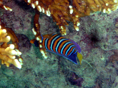 Pygoplites diacanthus