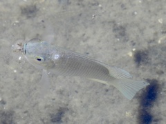 Sarotherodon melanotheron