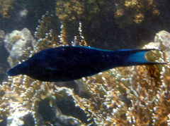 Gomphosus klunzingeri