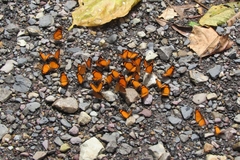 Tegosa anieta