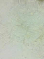 Cortinarius glaucocyanopus