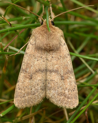 Hoplodrina octogenaria