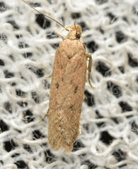 Bryotropha terrella