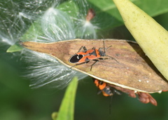 Lygaeus reclivatus