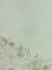 Cortinarius glaucocyanopus