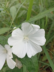 Anoda albiflora