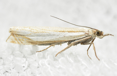 Crambus pascuella