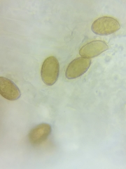 Cortinarius glaucocyanopus