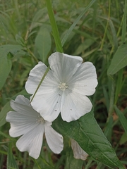 Anoda albiflora