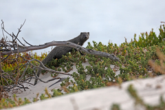 Herpestes pulverulentus