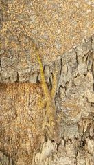 Anolis