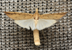 Schoenobius gigantella