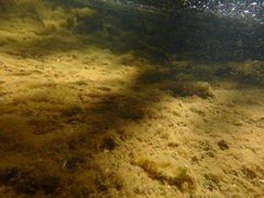 Catostomus tahoensis