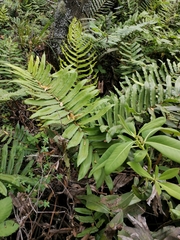Blechnum chilense