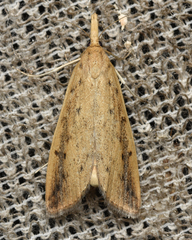 Schoenobius gigantella