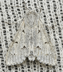 Acronicta leporina