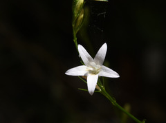 Campanula rapunculus