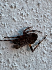Eriophora