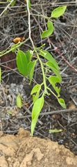 Vallesia glabra