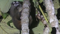 Aotus lemurinus