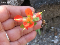 Castilleja scorzonerifolia