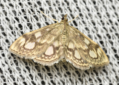 Anania coronata