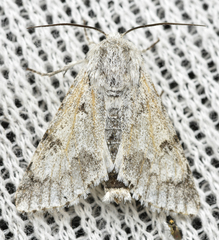 Acronicta leporina