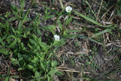Bouchetia erecta