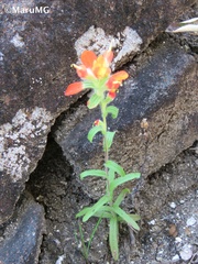 Castilleja scorzonerifolia