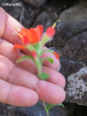 Castilleja scorzonerifolia