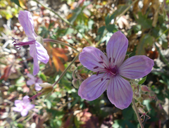 Geranium richardsonii