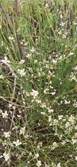 Alternanthera filifolia