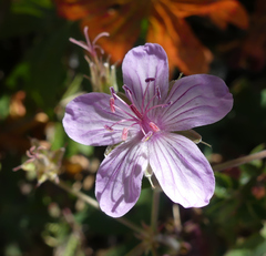 Geranium richardsonii