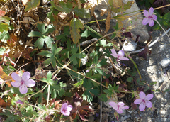 Geranium richardsonii