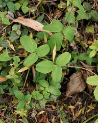 Boquila trifoliolata