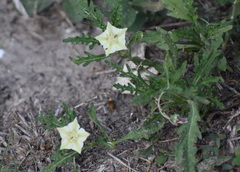 Chamaesaracha coronopus