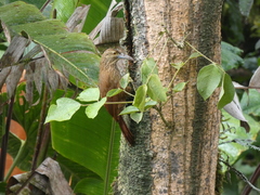 Xiphocolaptes promeropirhynchus