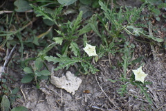 Chamaesaracha coronopus