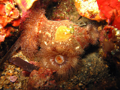 Calliactis parasitica