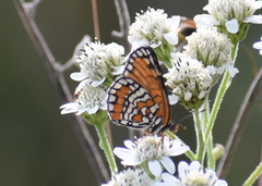 Chlosyne definita