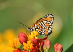 Chlosyne definita