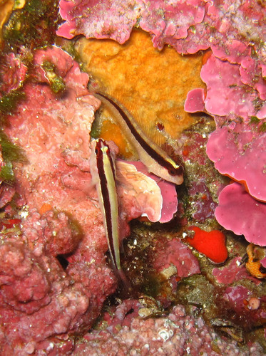 Longstriped Blenny, Les Fourmigues, Hyères, France, photo 7 of 10