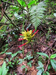 Heliconia hirsuta