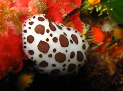 Peltodoris atromaculata