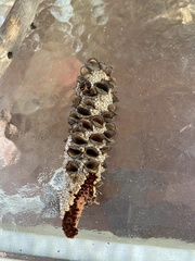 Banksia integrifolia