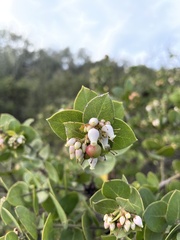 Arctostaphylos purissima